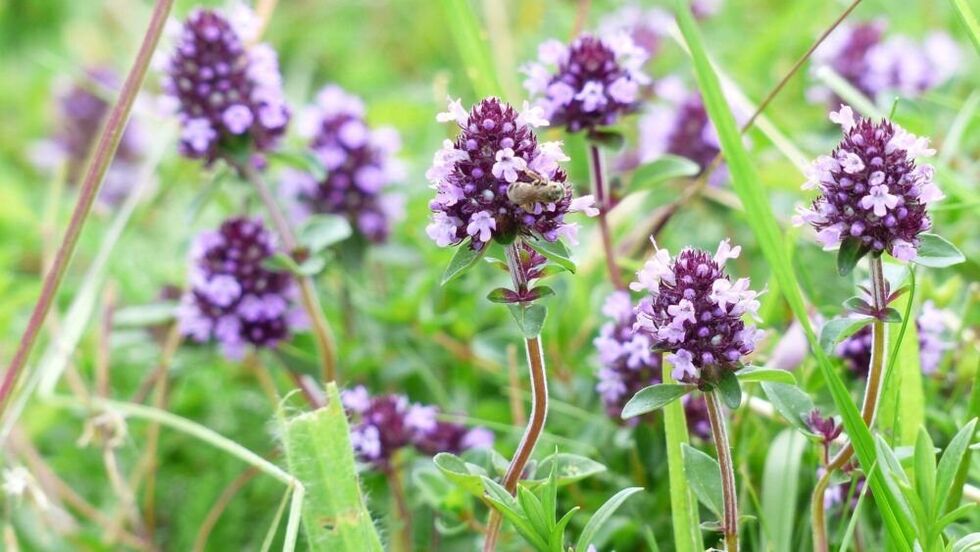 Planta de cimbru pentru marirea penisului