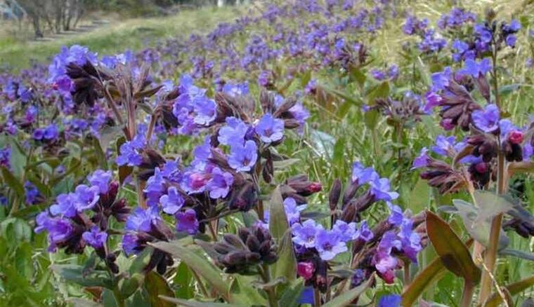 Lungwort pentru a prepara o infuzie care favorizează mărirea penisului